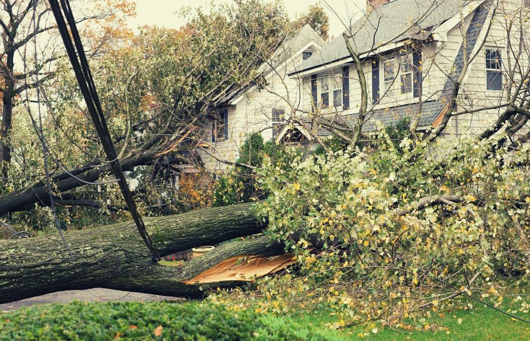 Image Of A Big Tree Fallen Down